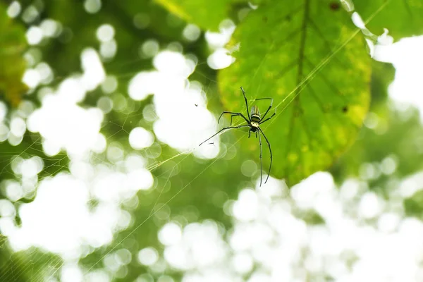 Araignée dans la forêt tropicale (tisseurs d'orbe doré — Photo