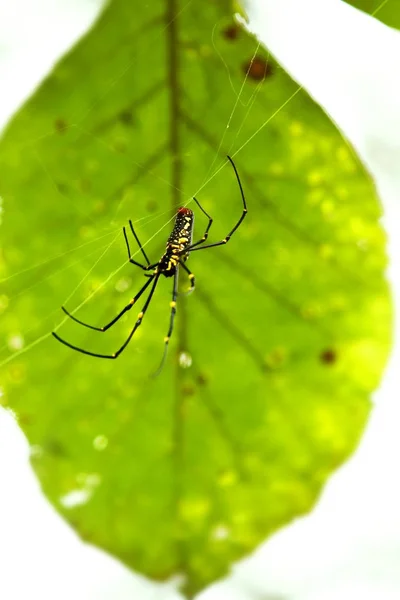 Kosta Rika (Nephila clavipes altın ipek örümcek) — Stok fotoğraf