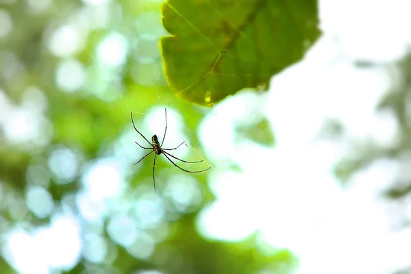 Araignée dorée en Costa Rica (Nephila clavipes ) — Photo
