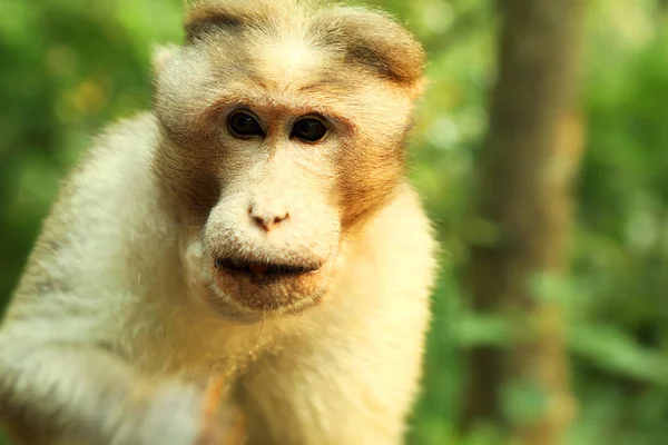 Portret małpa na naturalne podłoże, — Zdjęcie stockowe