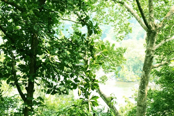 Naturalne podłoże, zielony las, latem — Zdjęcie stockowe