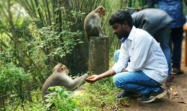 Ustka, Indie - 29 czerwca 2015: Karmienie małpa młody człowiek — Zdjęcie stockowe