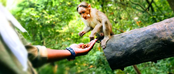 Człowiek, karmienie małe małpy — Zdjęcie stockowe