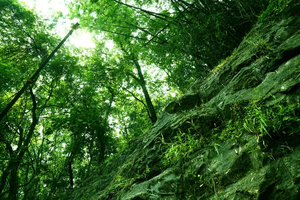 Mos overdekte stenen in boom bos wild landschap. — Stockfoto