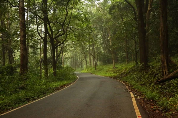 森林中的公路 — 图库照片