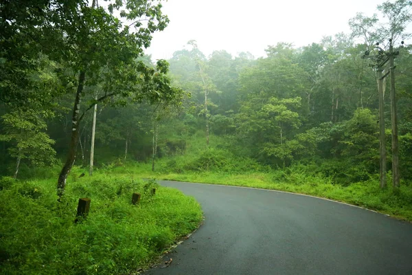 Estrada na floresta — Fotografia de Stock