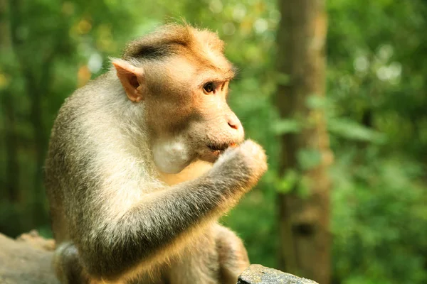 Głodny Monkey jedzenia z drzew tle. — Zdjęcie stockowe
