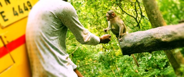 Młody człowiek karmienie małe małpy z bliska — Zdjęcie stockowe