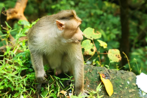 Portret van aap op natuurlijke achtergrond Stockafbeelding