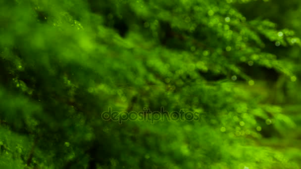 Focus Shift, зеленый лист дерева, Природа после дождя, Зеленый лист , — стоковое видео