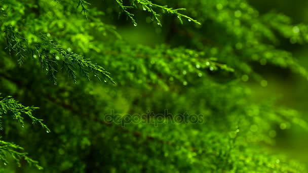 Смена фокуса, зеленый лист дерева, капли дождя, падающие ранним утром — стоковое видео