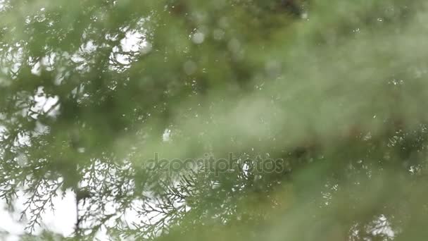 Posun zaměření ze stromů listí, ranní déšť kapky padající — Stock video