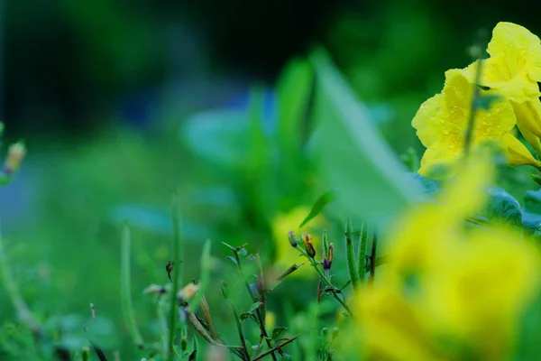 Желтые полевые цветы в дождливый день . — стоковое фото
