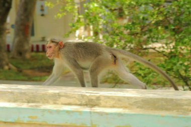  Üzerinde yürüyen maymun bir duvar.