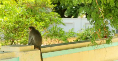 Hindistan eski kasaba duvarda oturan maymun.