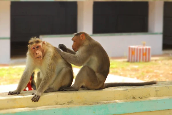 Dwa małpa, siedząc na ścianie — Zdjęcie stockowe