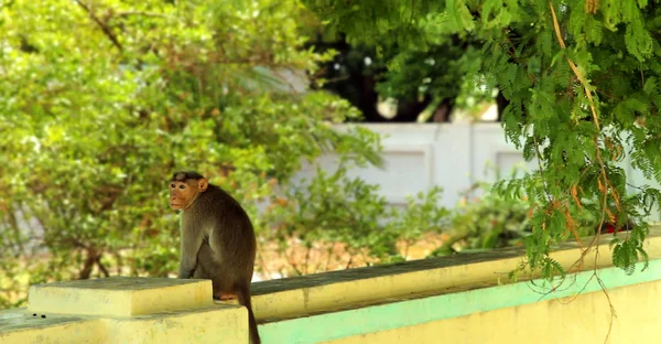Sabah bir duvara oturan bir maymun.