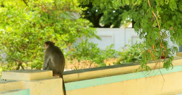 Macaco Sentado Parede Cidade Velha Índia — Fotografia de Stock