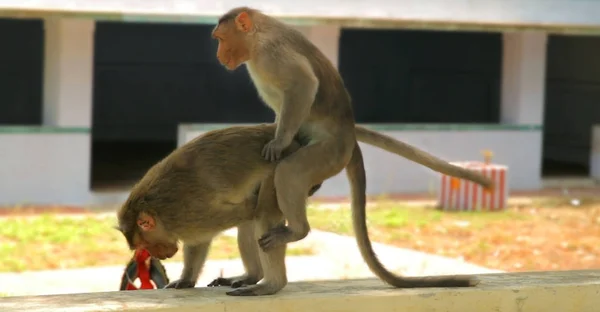 Mating Monkeys Wall Royalty Free Stock Images