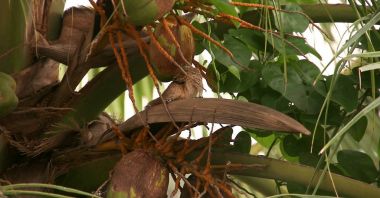 bir palmiye ağacı içinde oturan sincap