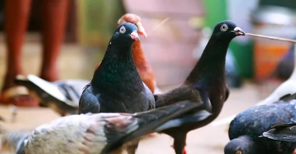 Groupe Beau Pigeons Isolé — Photo