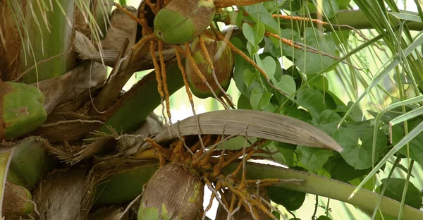 Piękny Tropikalny Tło Zbliżenie Palm Kokosowych — Zdjęcie stockowe