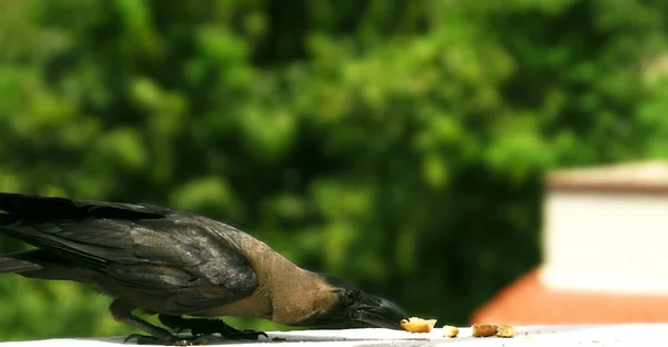 Cuervo Negro Comiendo Bocadillo Unas Rocas Parque India —  Fotos de Stock