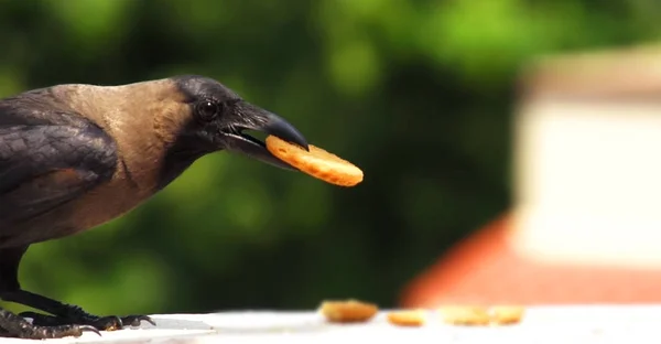Cuervo Comiendo Una Galleta —  Fotos de Stock
