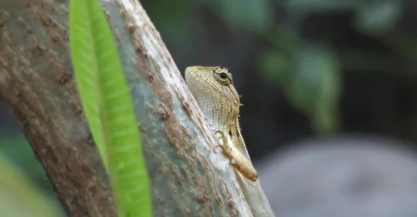 Lagarto Mirando Cámara Lagarto Jardín — Foto de Stock