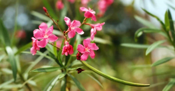 Closeup Pink Flowers Nature Background — Stock Photo, Image