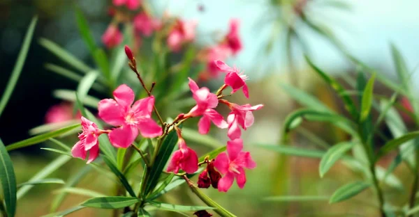 Närbild Rosa Blommor Natur Bakgrund — Stockfoto