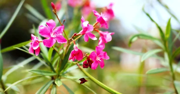 Vackra Rosa Blommor Trädgården Naturen Bakgrunden — Stockfoto