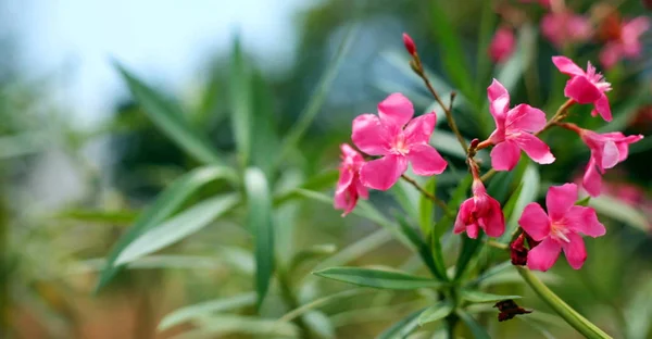 Closeup Růžové Květy Zahrady Přírodní Pozadí — Stock fotografie