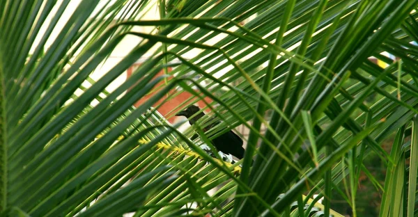 Cuervo Negro Sienta Una Palmera Día Verano —  Fotos de Stock