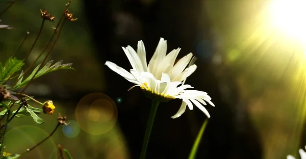 white daisies, Summer background with beautiful daisies in sunlight. Blooming medical daisies.