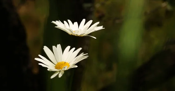 Weiße Margeriten Blühen Garten Nahaufnahme — Stockfoto