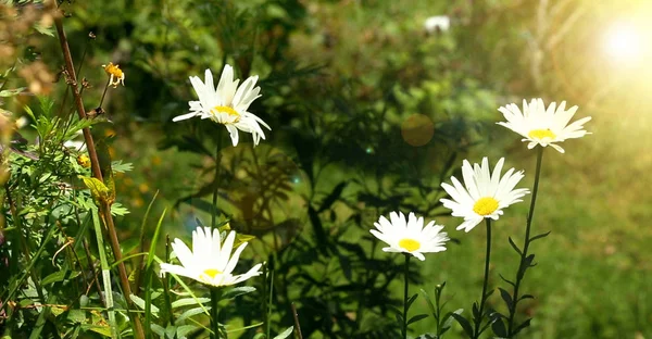 Kamillenblüten Feld Breiten Hintergrund Sonnenlicht Gänseblümchen Schöne Naturlandschaft Mit Blühenden — Stockfoto