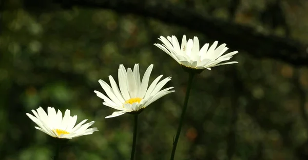 Green Nature Background Gänseblümchen Blume Und Gras — Stockfoto