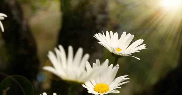 Field Daisies Sunshine — Stock Photo, Image