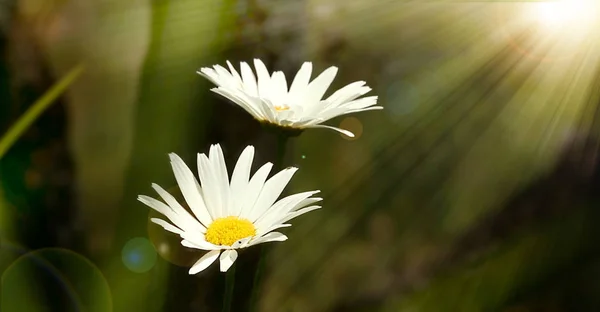 Weicher Fokus Der Schönen Naturszene Mit Blütenpracht Mit Morgensonnenschein — Stockfoto