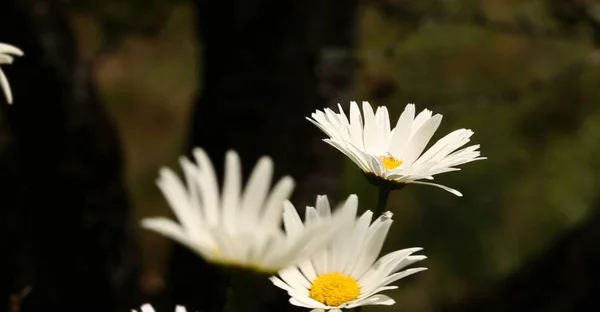 Sommer Hintergrund Gänseblümchen Blumen Und Natürliche Hintergründe — Stockfoto