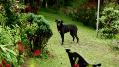 Yalnız siyah köpek bahçe içinde