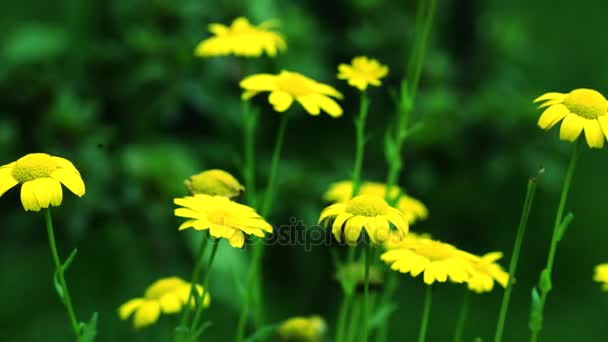 Täglich Wilde Blumen Grünen Gras Detail Nahaufnahme — Stockvideo