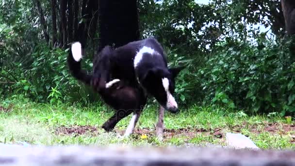 Yalnız Siyah Köpek Bahçe Içinde — Stok video