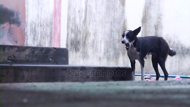 Magányos Black Dog Vicces Pillanatok — Stock videók