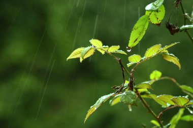  ormanda su ile yeşil yaprak düşer.