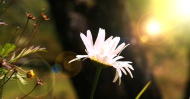 Beyaz papatya çiçekleri alan güneş ışığı parlama.