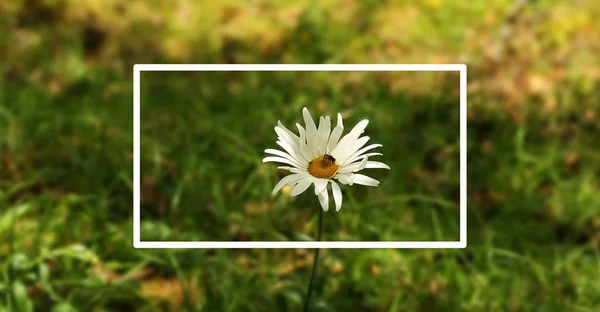 Bee Flower White Daisy Flower Photo Frame — Stock Photo, Image