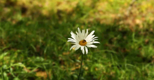 Biene Auf Blume Weißes Gänseblümchen — Stockfoto