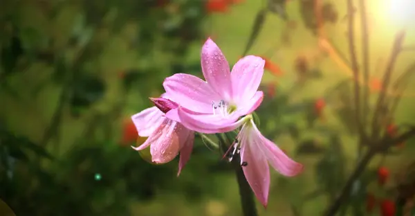 Güneş Işığı Ile Bahçede Güzel Pembe Çiçek — Stok fotoğraf